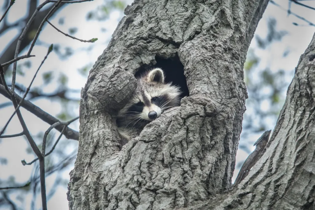 Raccoons nest