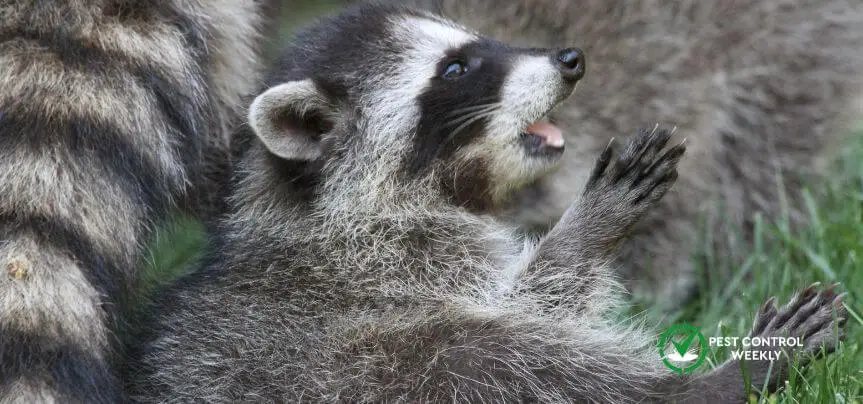 do male raccoons eat their babies