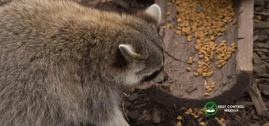 do raccoons eat peanuts