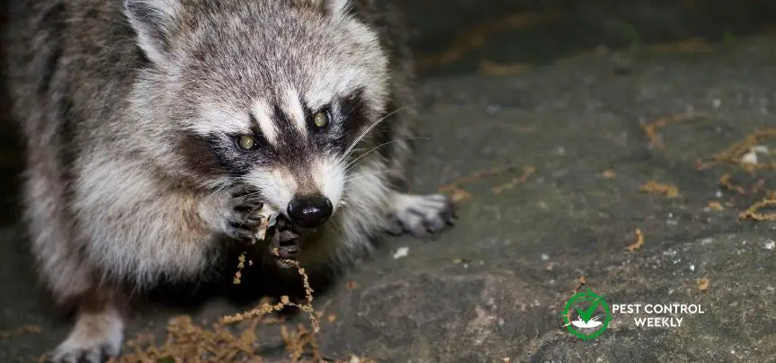 do raccoons eat ticks