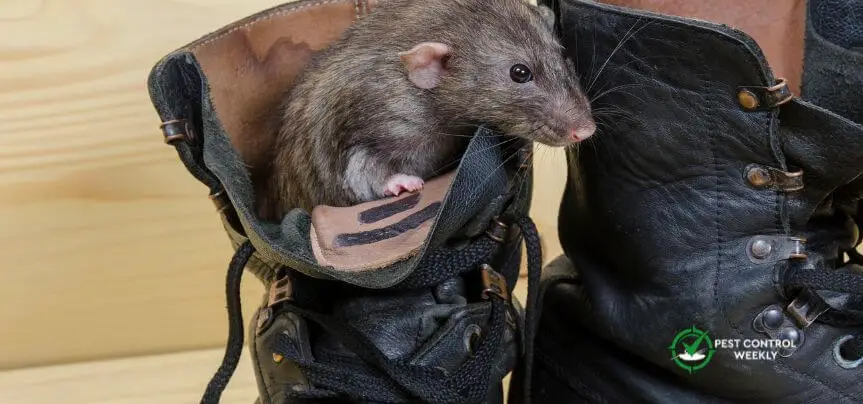 do rats chew leather