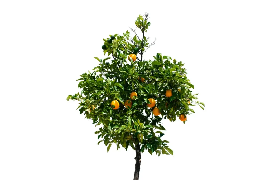 fruits and flowers tree
