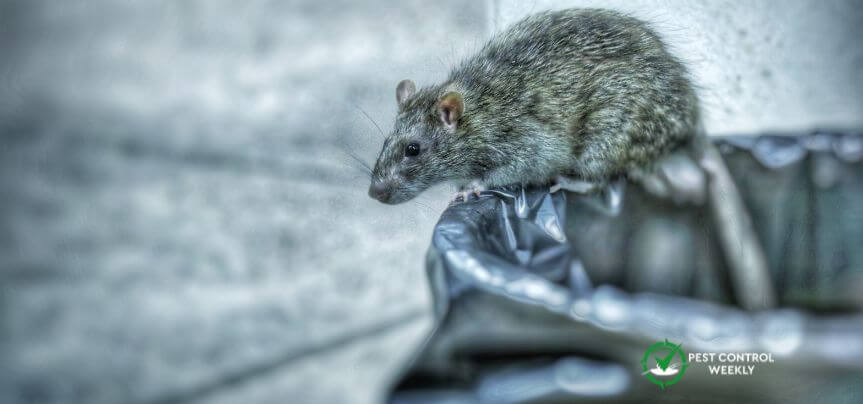 how to keep rats out of trash cans