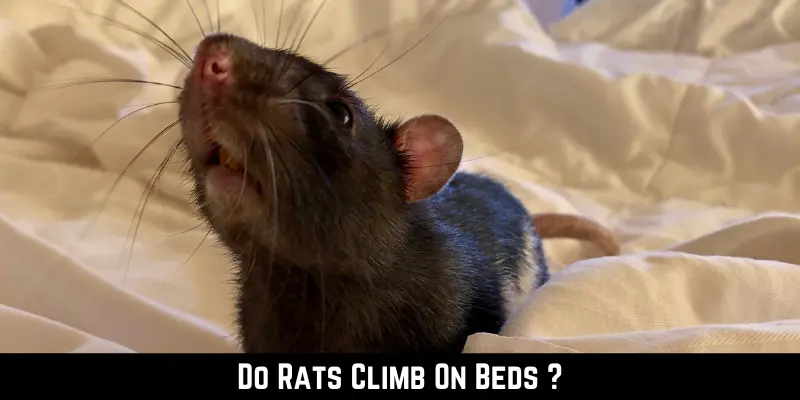 Do Rats Climb On Beds