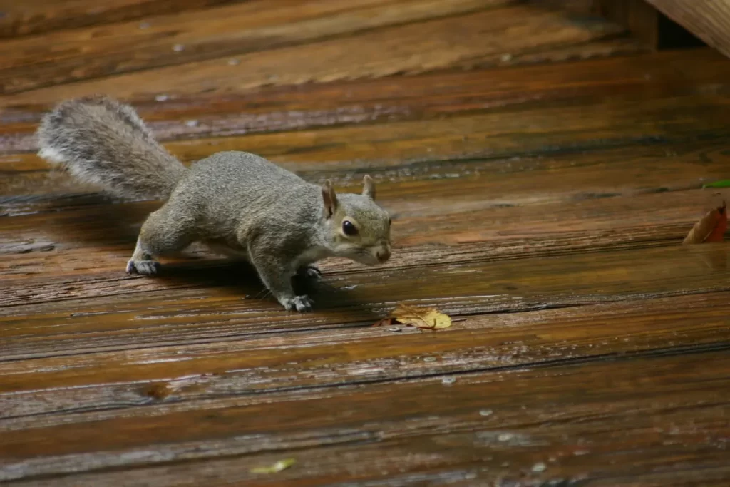 Do Squirrels Burrow Under Decks