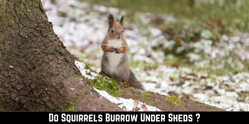Do Squirrels Burrow Under Sheds