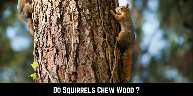Do Squirrels Chew Wood