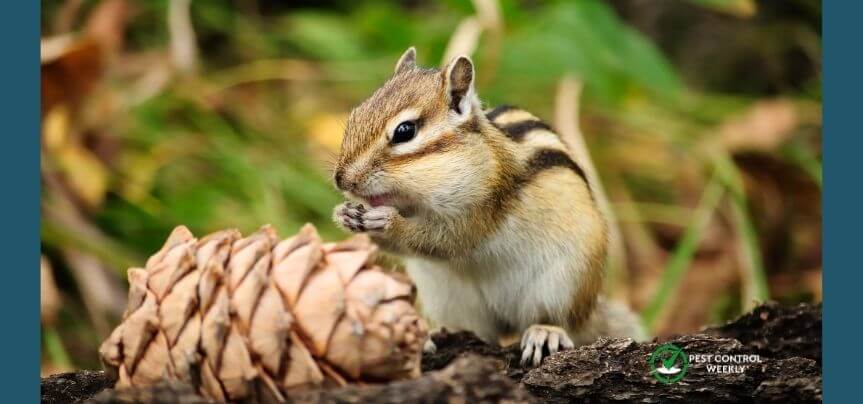 Do Squirrels Eat Pine Cones