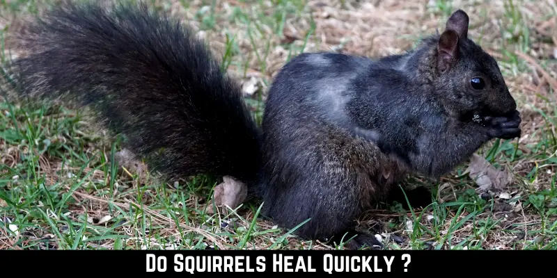 Do Squirrels Heal Quickly