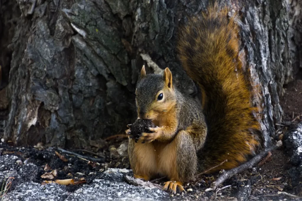 Do Squirrels Need To Chew On Wood