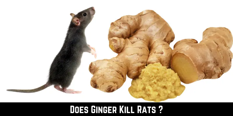 Does Ginger Kill Rats