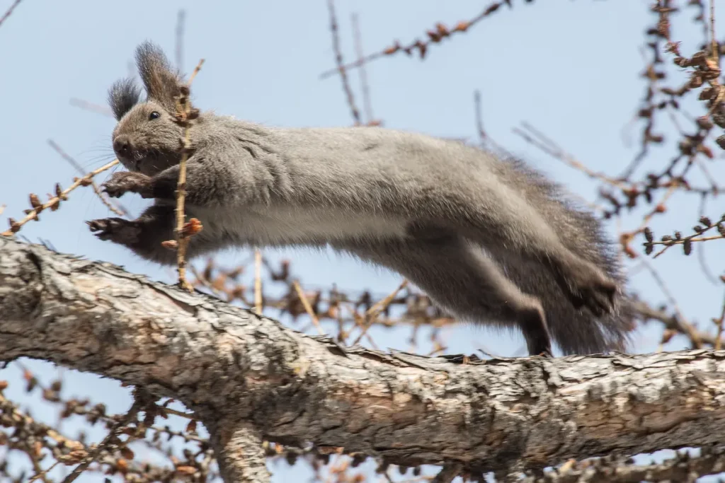 Gray Squirrels Jump