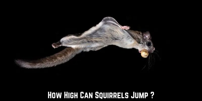 How High Can Squirrels Jump