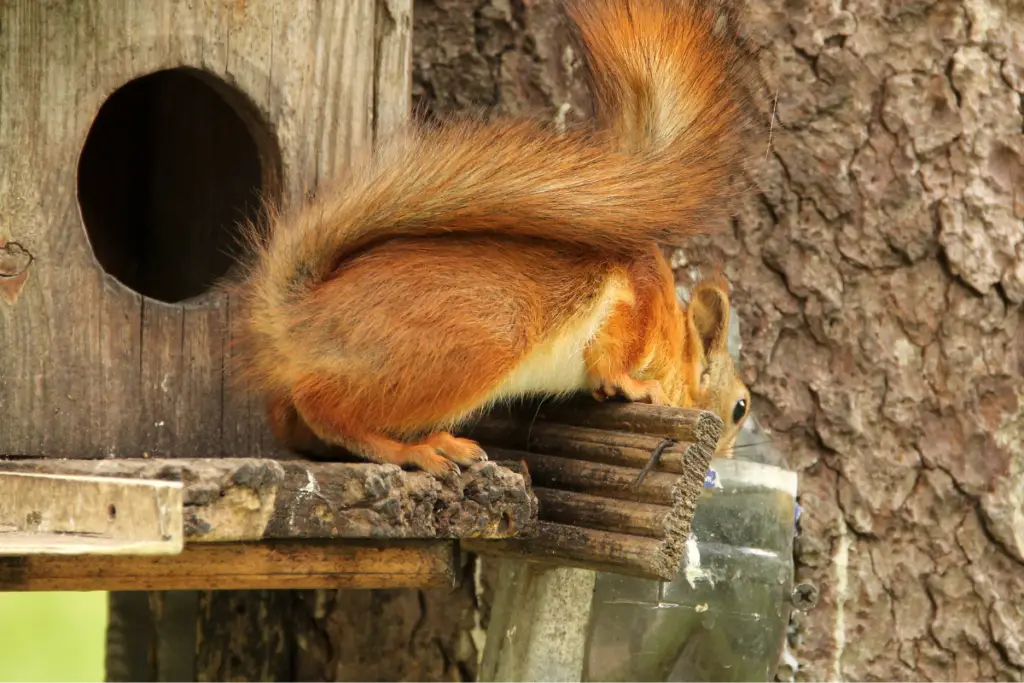 How Much Water Do Squirrels Drink Per Day