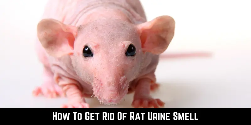 How To Get Rid Of Rat Urine Smell (1)