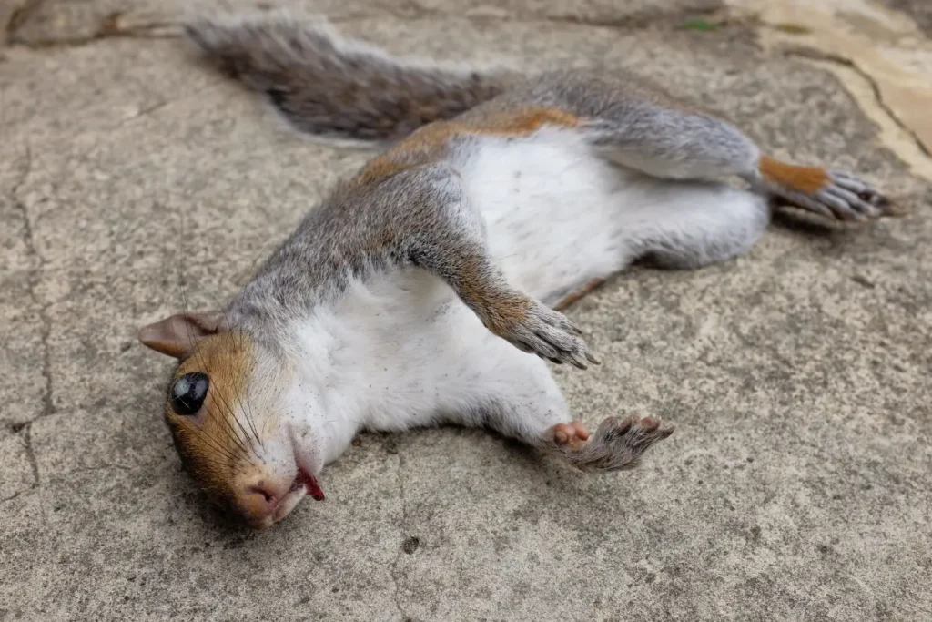 Squirrel Dies