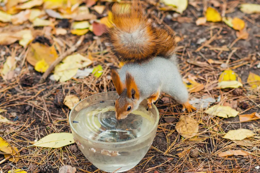 Squirrel Drink Water From A Bowl