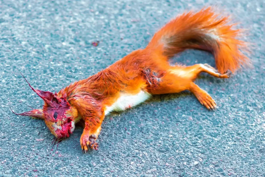 Squirrel Hit By A Car