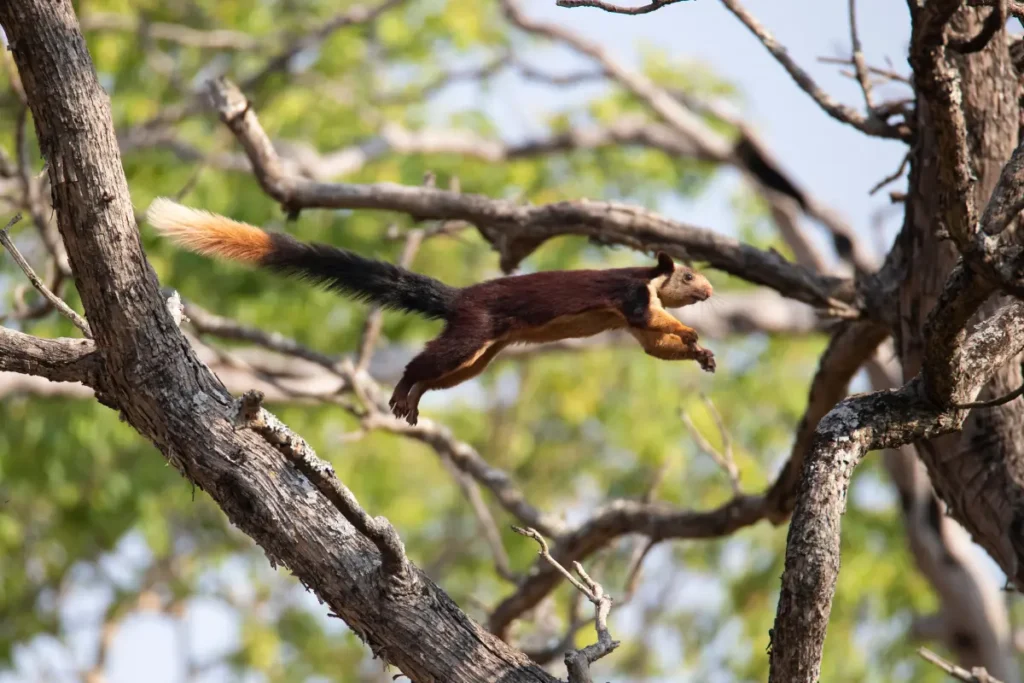 Squirrels Jump From Tree To Tree