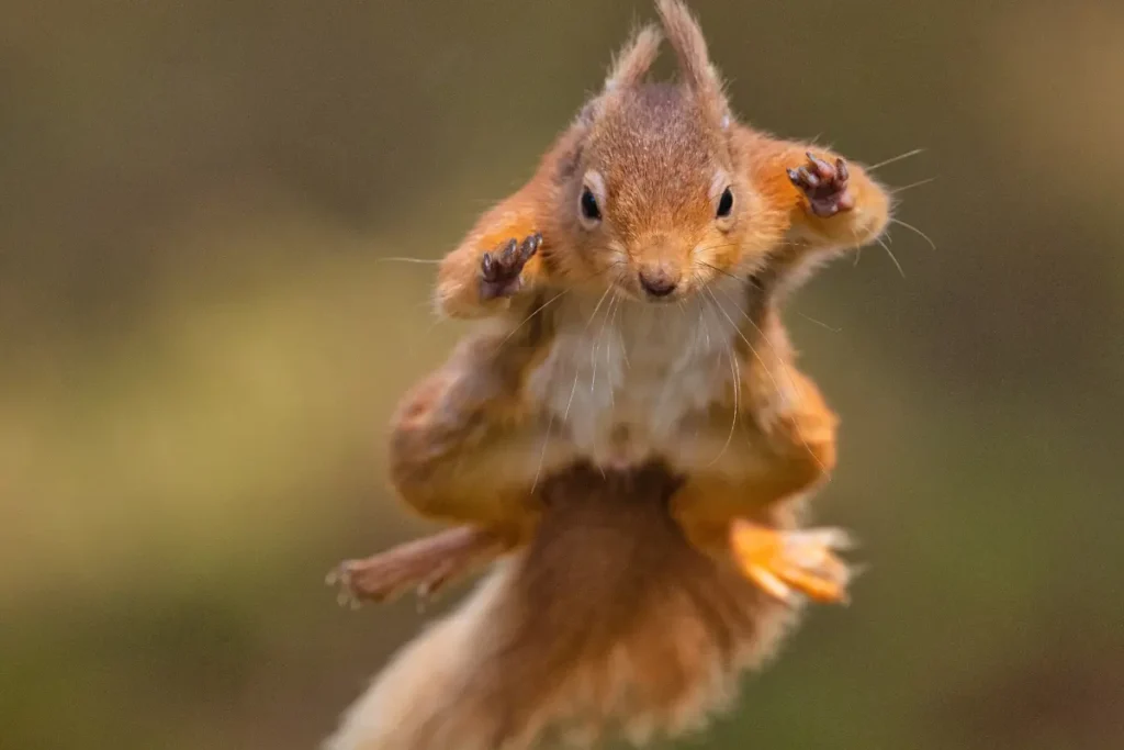 Squirrels Jump Vertically
