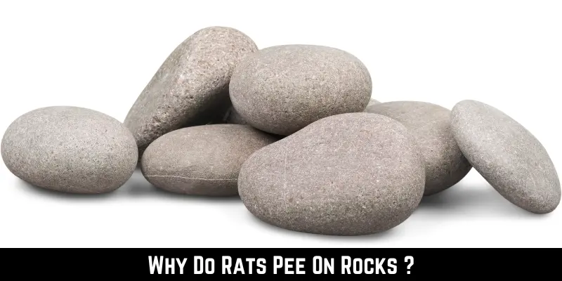 Why Do Rats Pee On Rocks