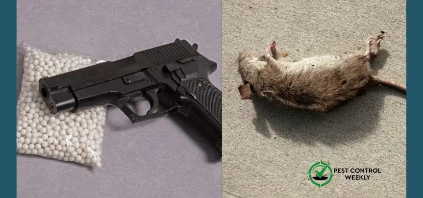 can you kill rats with a bb gun