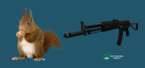 can you kill squirrels with a bb gun