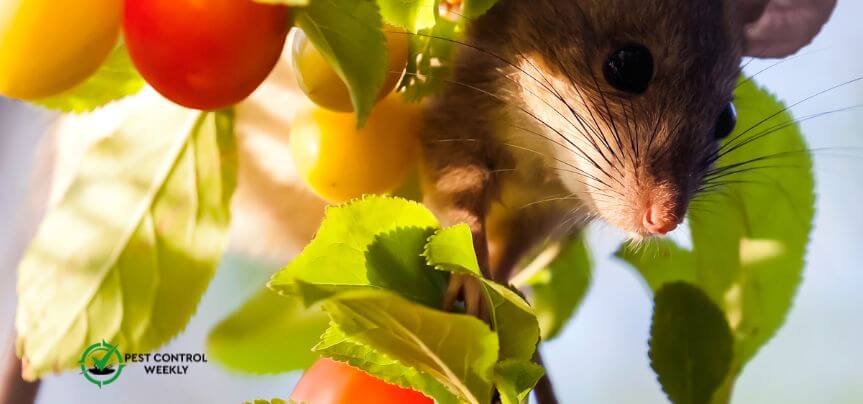 do fruit trees attract rats
