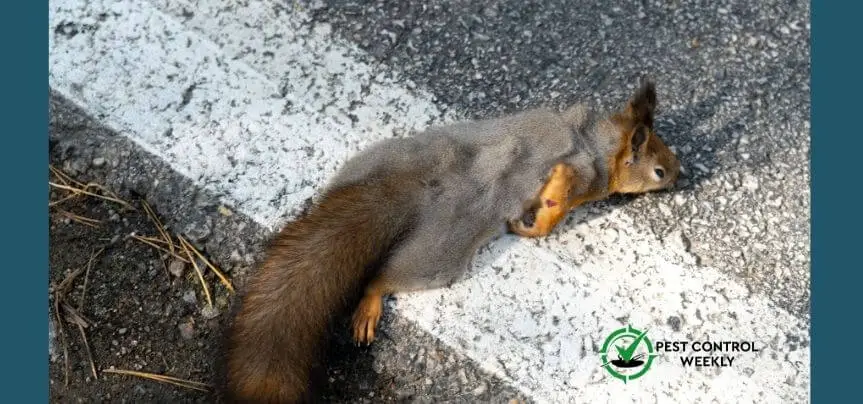 do squirrels just drop dead