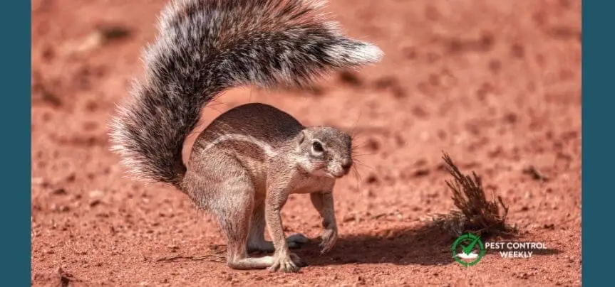 do squirrels use their tails as umbrellas