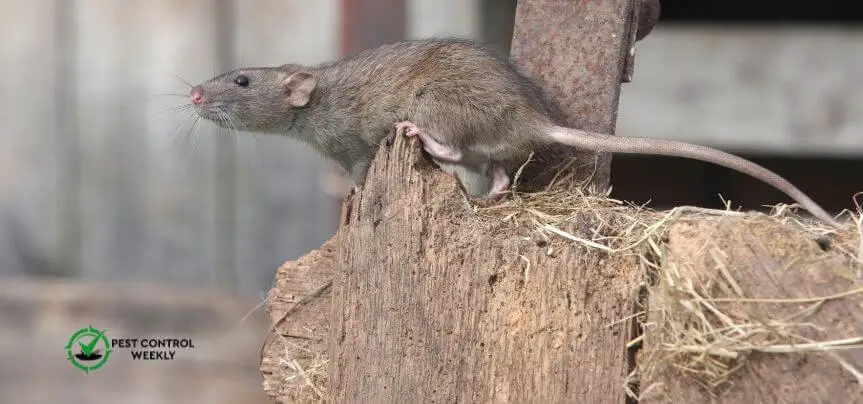 how to get rid of rats outside without harming other animals
