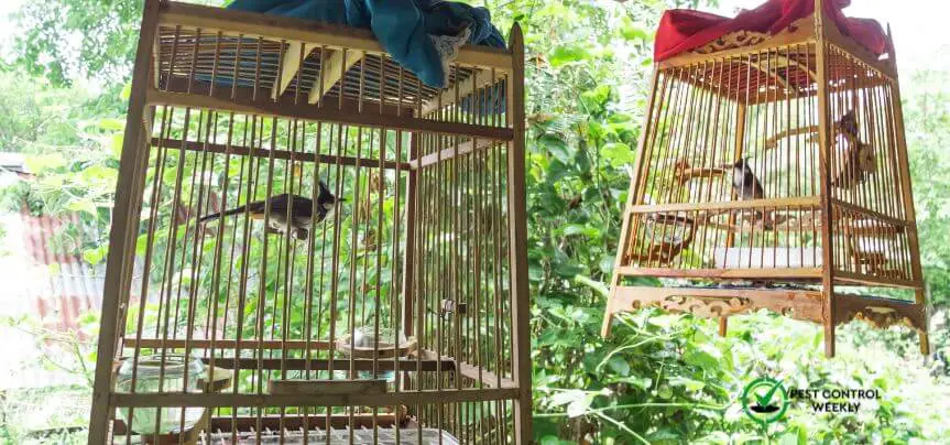 how to keep rats away from bird cages