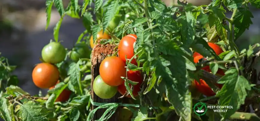 how to keep rats away from tomato plants
