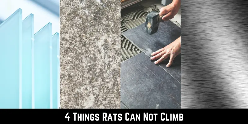 4 Things Rats Can Not Climb