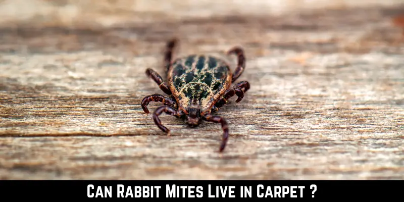 Can Rabbit Mites Live in Carpet