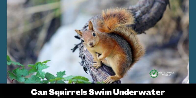 Can Squirrels Swim Underwater