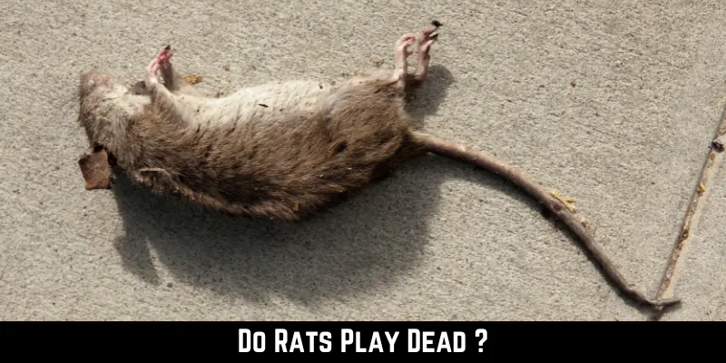 Do Rats Play Dead