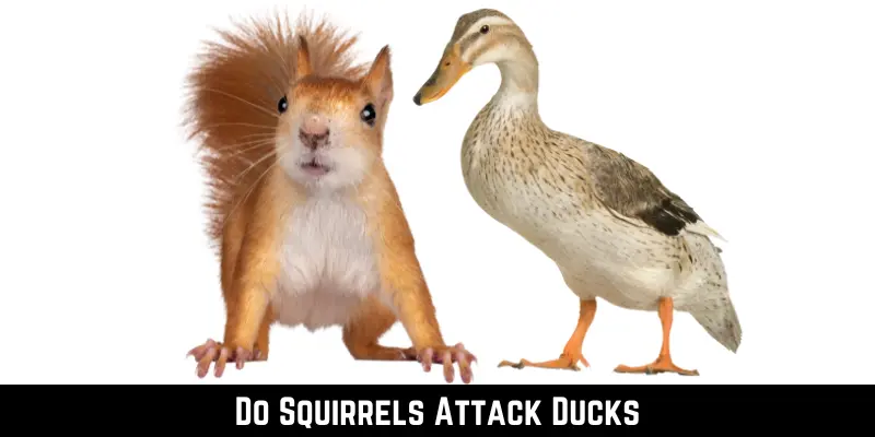 Do Squirrels Attack Ducks