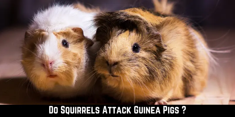 Do Squirrels Attack Guinea Pigs