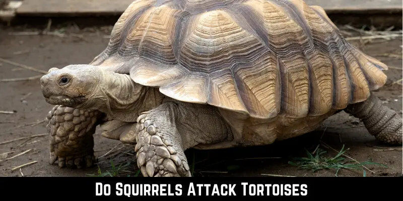 Do Squirrels Attack Tortoises