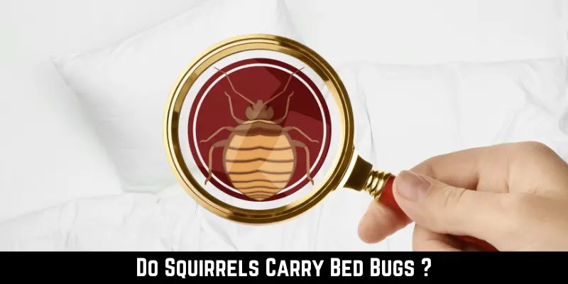 Do Squirrels Carry Bed Bugs