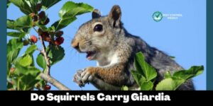 Do Squirrels Carry Giardia