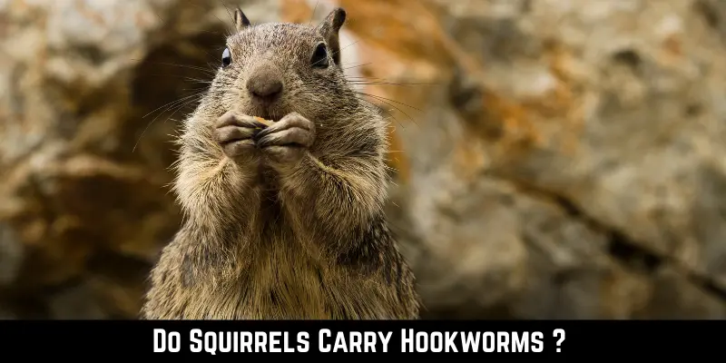 Do Squirrels Carry Hookworms