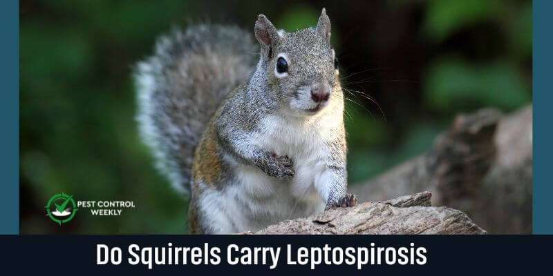Do Squirrels Carry Leptospirosis