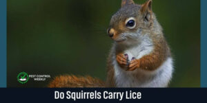 Do Squirrels Carry Lice