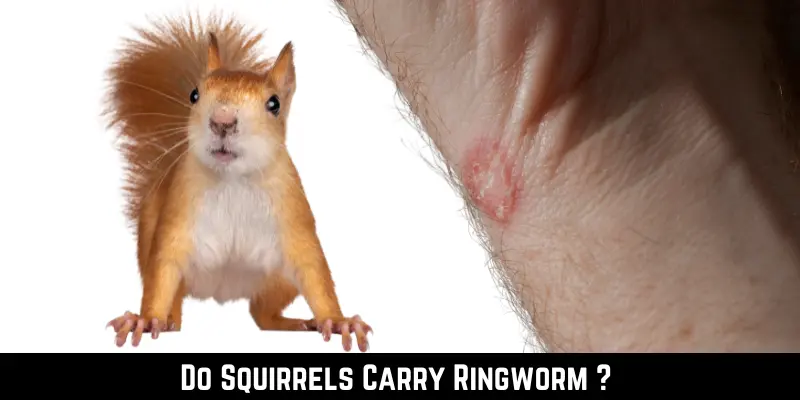 Do Squirrels Carry Ringworm