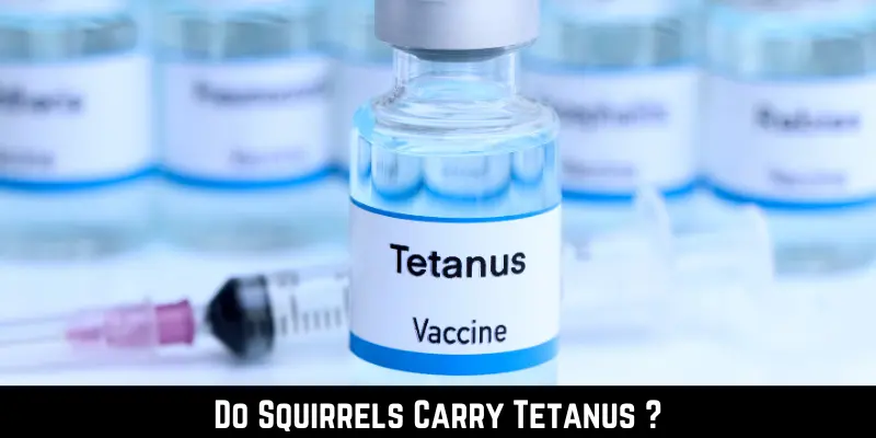 Do Squirrels Carry Tetanus