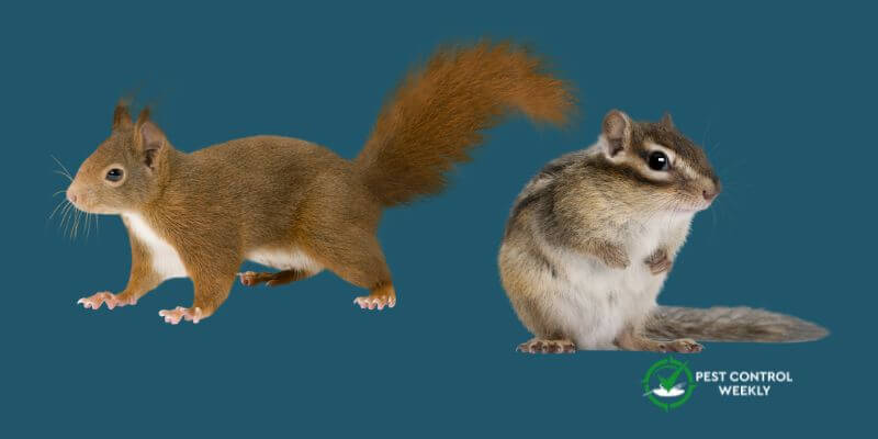 Do Squirrels Kill Chipmunks