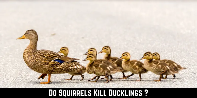 Do Squirrels Kill Ducklings