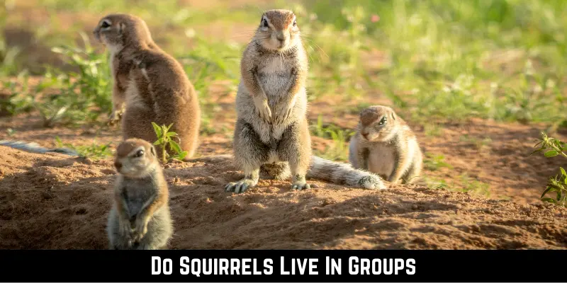 Do Squirrels Live In Groups